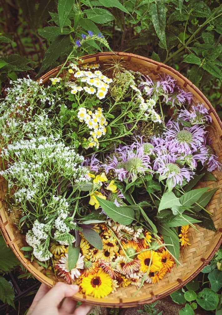 10 Herbs Every Woman Should Have In Her Cupboard - Willoma